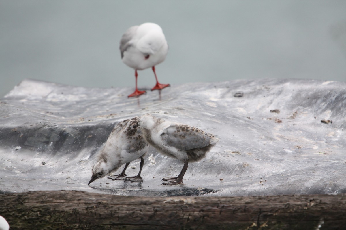 Silver Gull - ML645303637