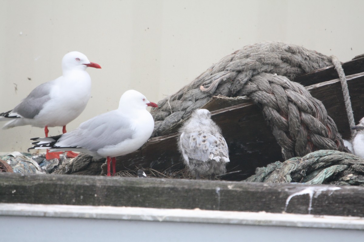 Silver Gull - ML645303638