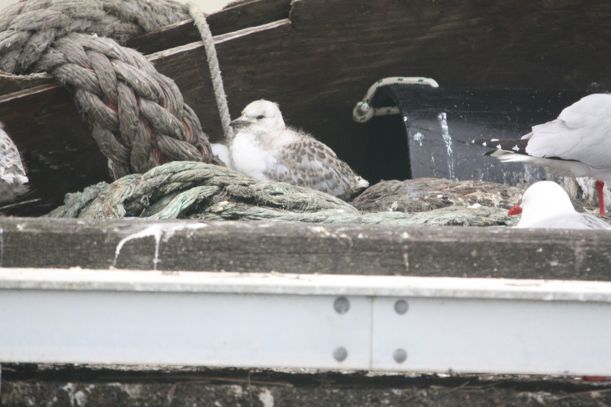 Silver Gull - ML645303639