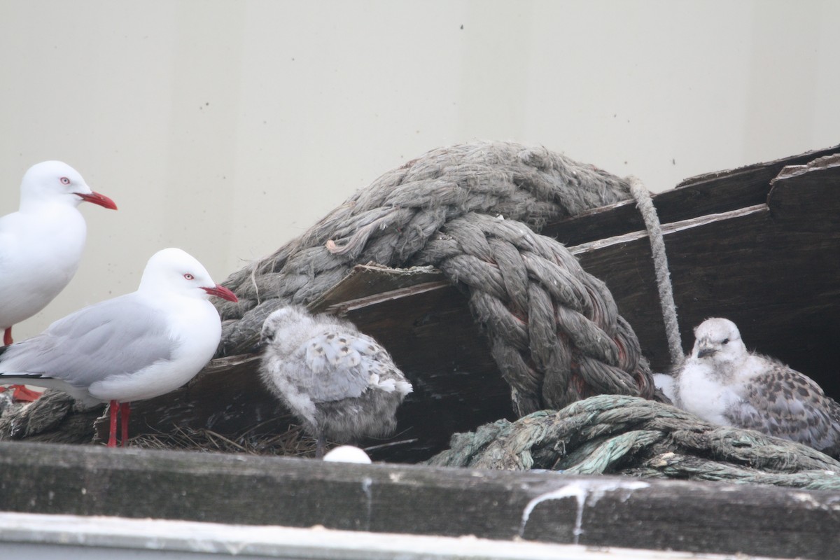 Silver Gull - ML645303641