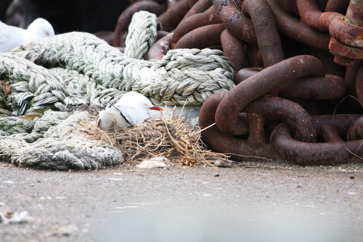 Silver Gull - ML645303642