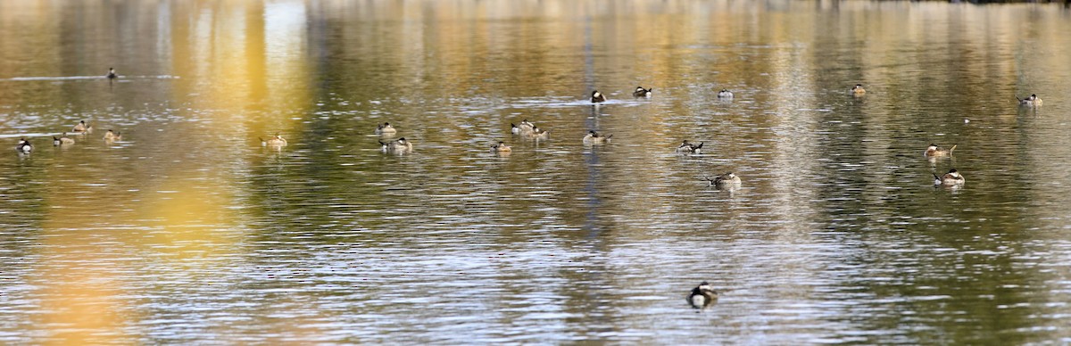 kobberand - ML645303643