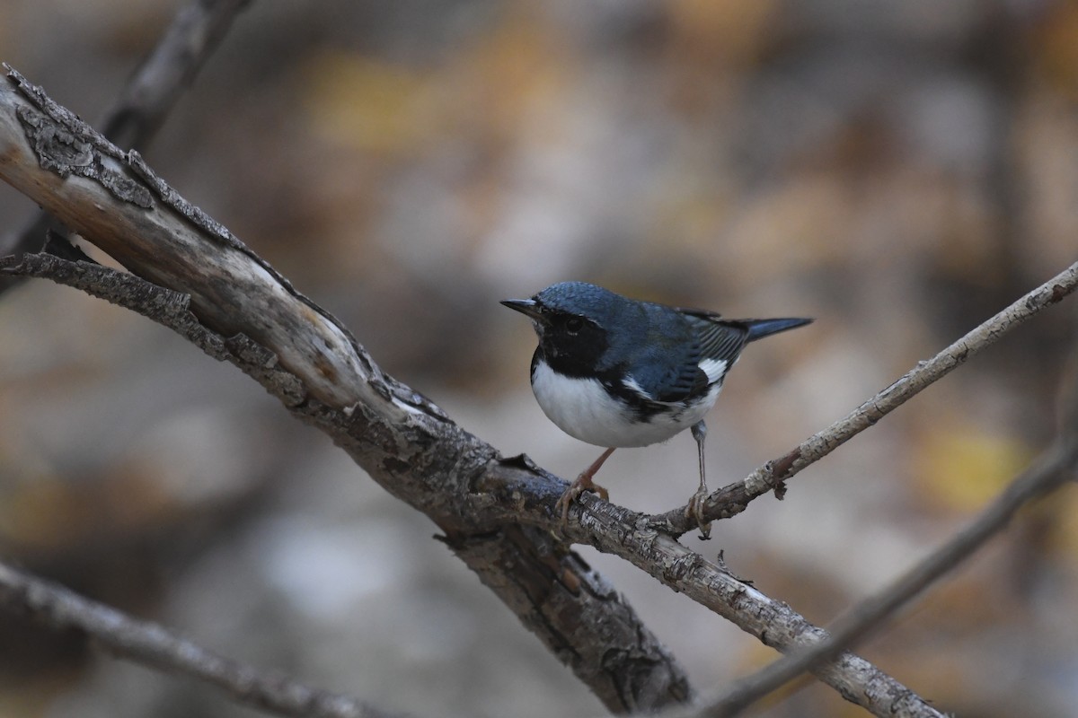 סבכון שחור-גרון - ML645303654
