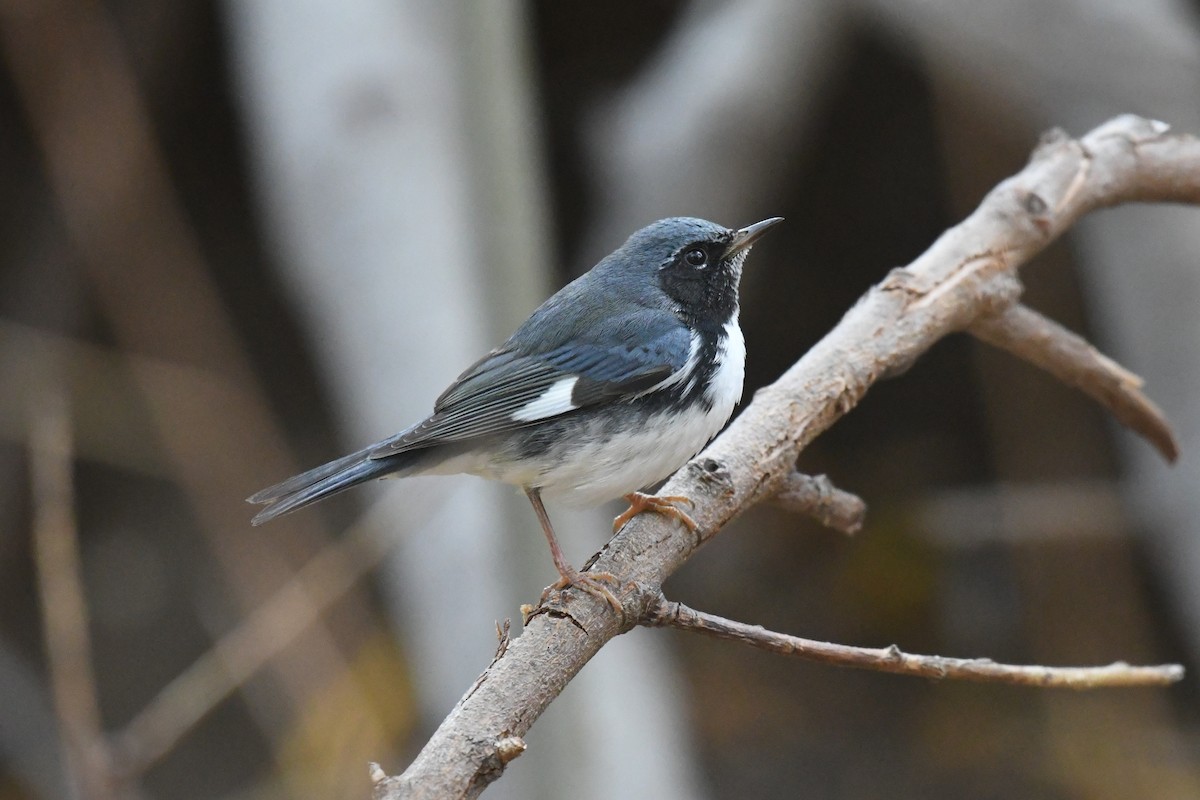 סבכון שחור-גרון - ML645303655