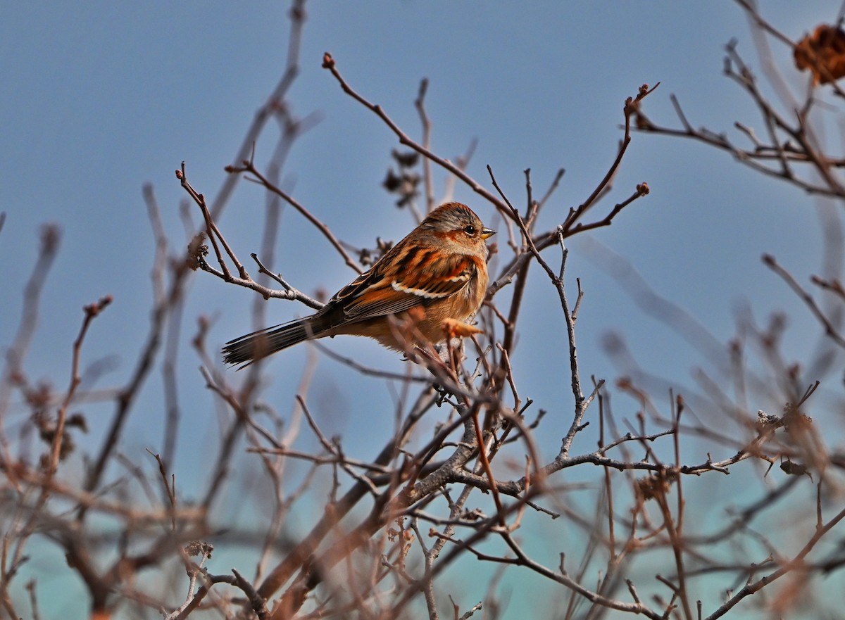 American Tree Sparrow - ML645303659