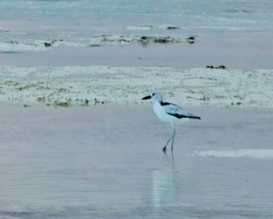 pobřežník černobílý - ML645303662