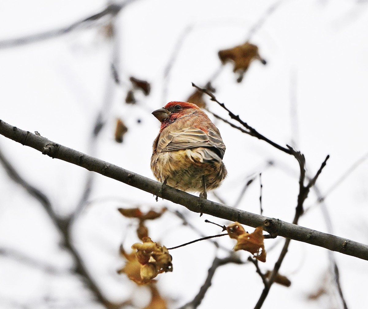 House Finch - ML645303663