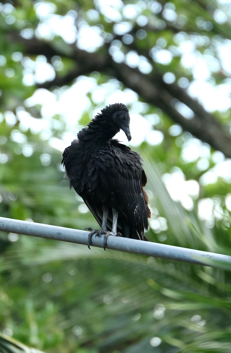 Urubu noir - ML645303665