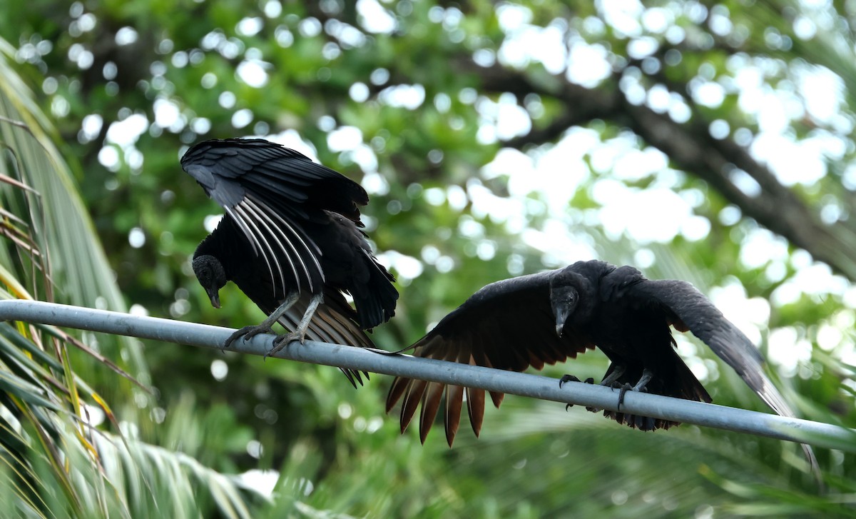 Urubu noir - ML645303666