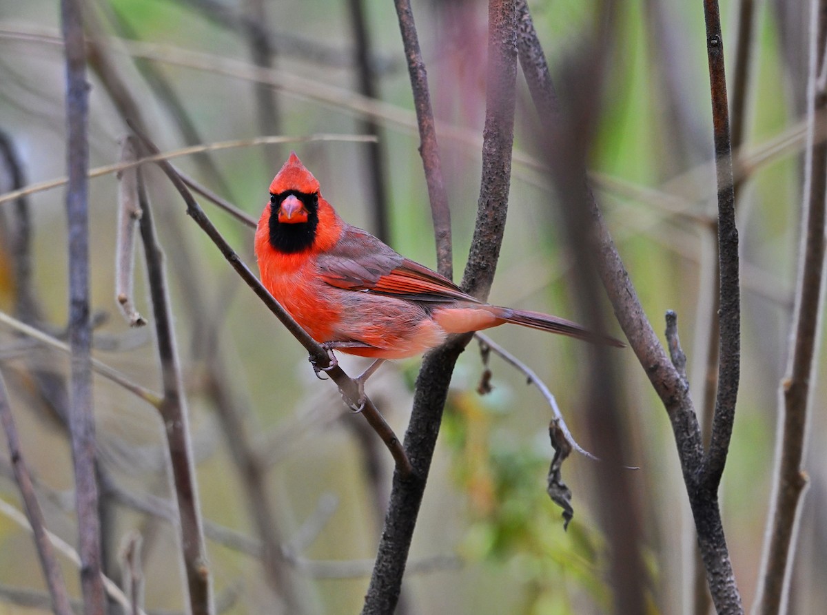 Northern Cardinal - ML645303670