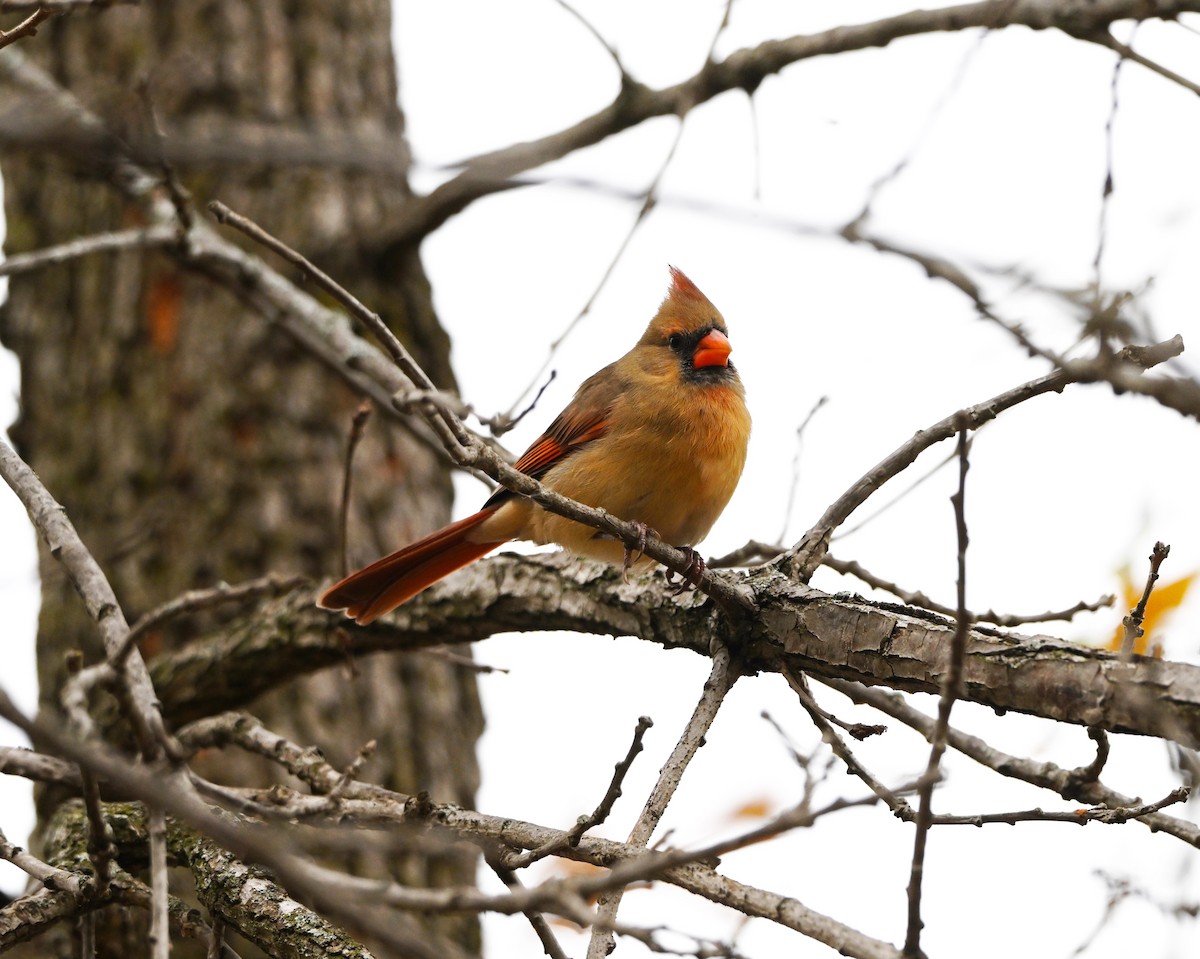 Northern Cardinal - ML645303671