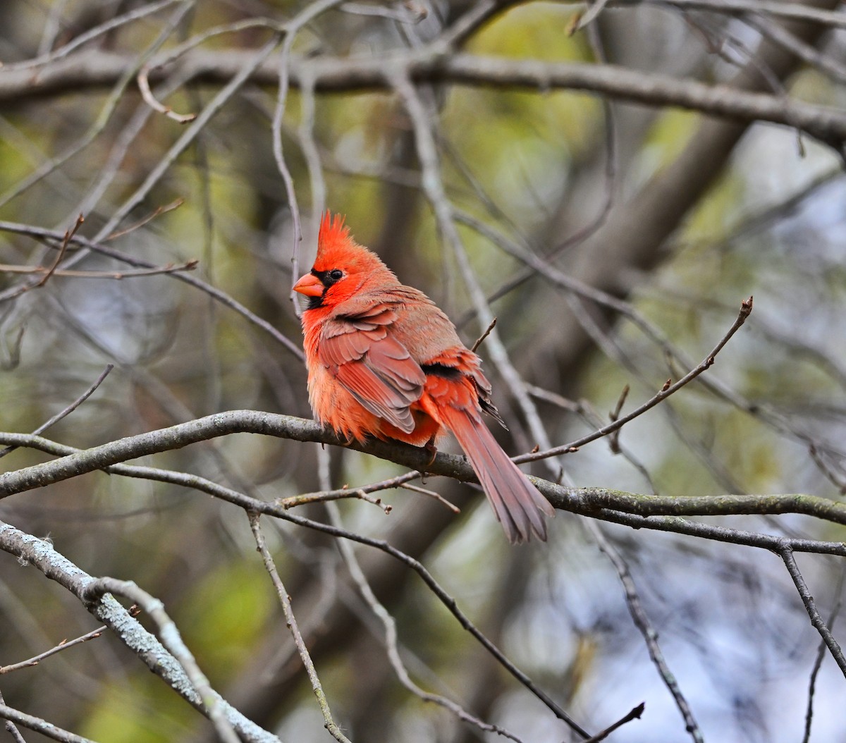 Northern Cardinal - ML645303672