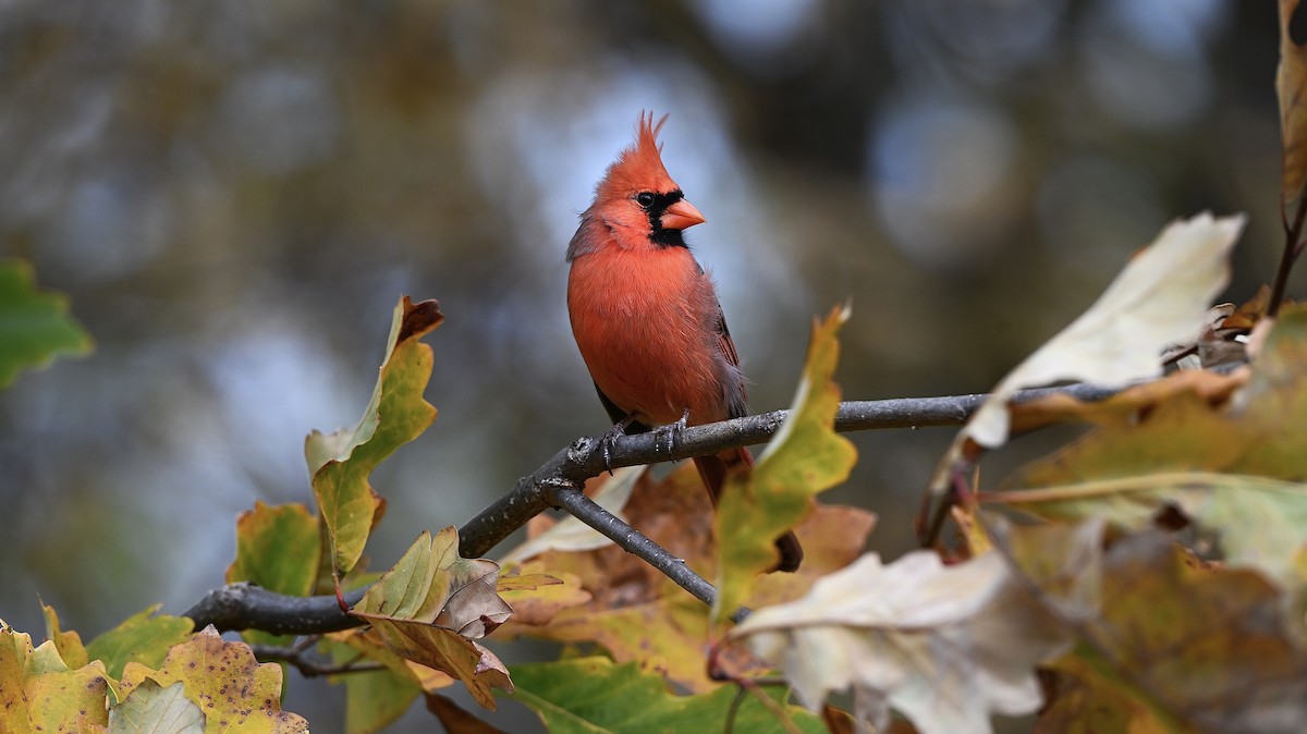 Northern Cardinal - ML645303673