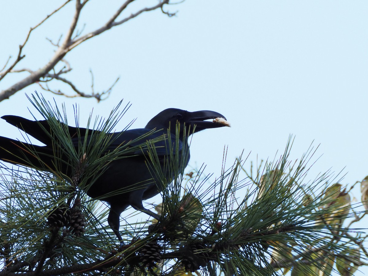 Large-billed Crow - ML645303681