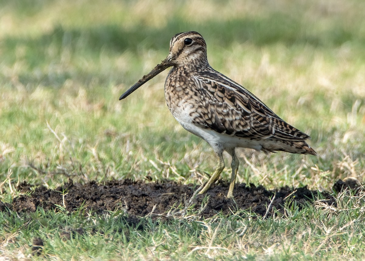 ハリオシギ - ML645303690