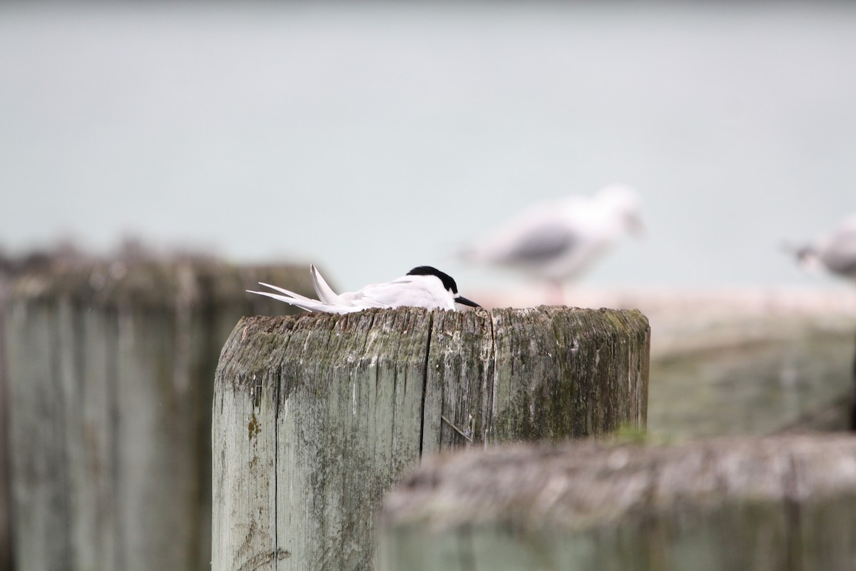 White-fronted Tern - ML645303697