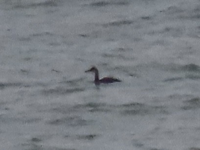 Red-necked Grebe - ML645303700