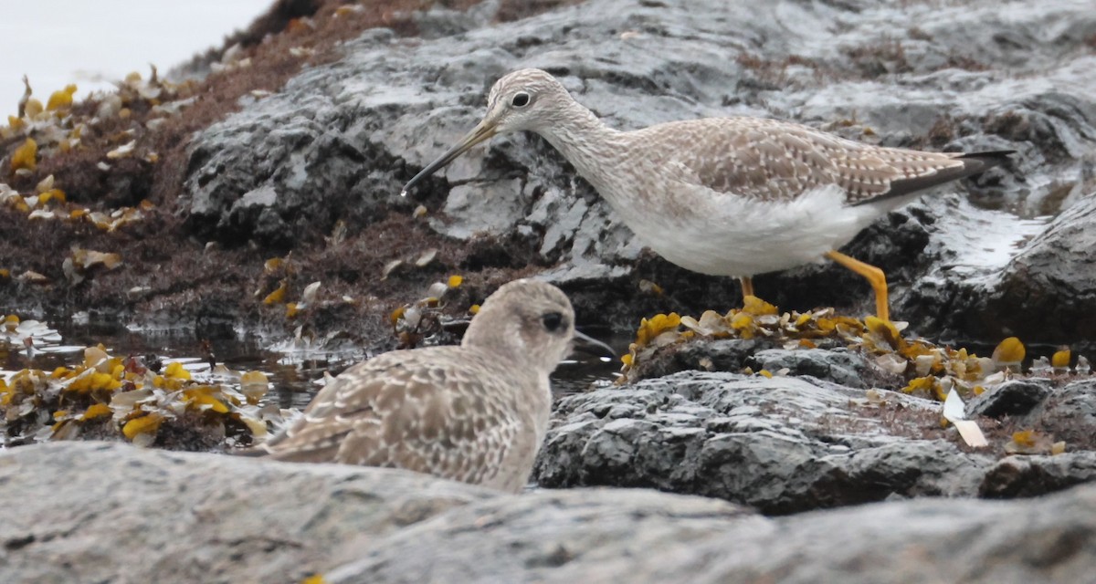 Greater Yellowlegs - ML645303716