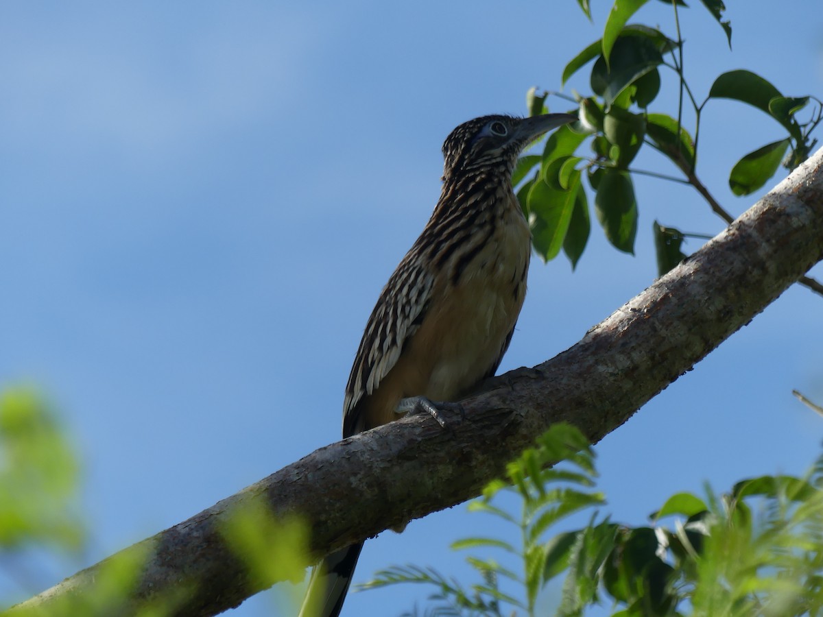 Lesser Roadrunner - ML645303734