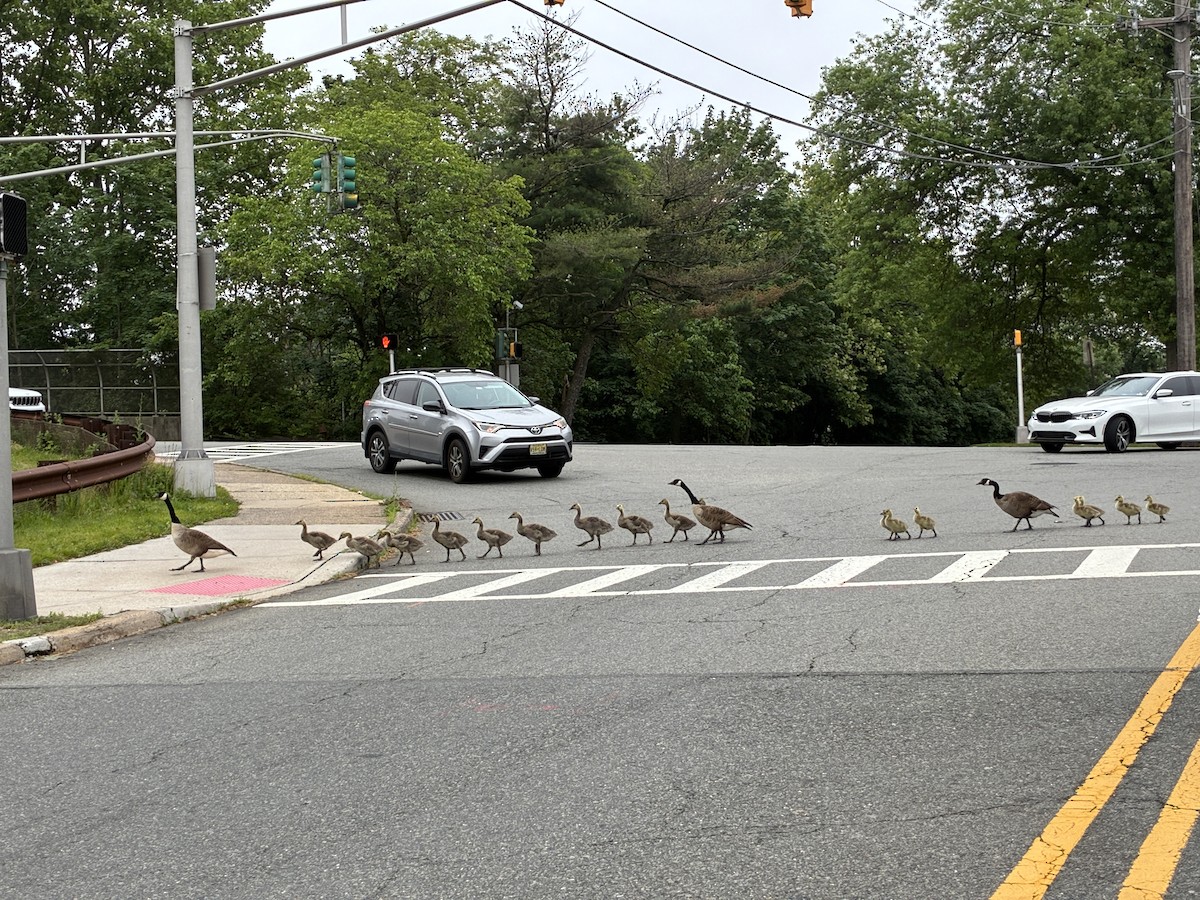 Barnacla Canadiense Grande - ML645303743