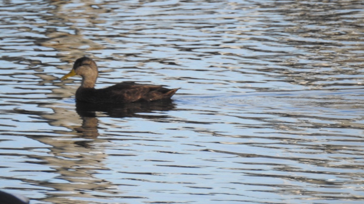 Ahate iluna - ML645303747