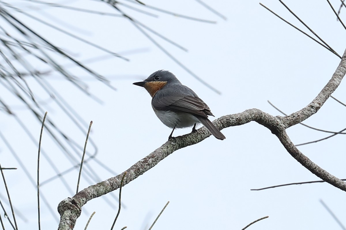 Leaden Flycatcher - ML645303748