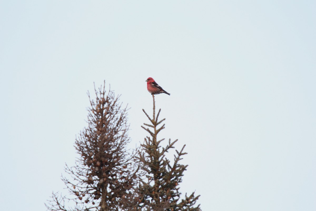 båndkorsnebb - ML645303758