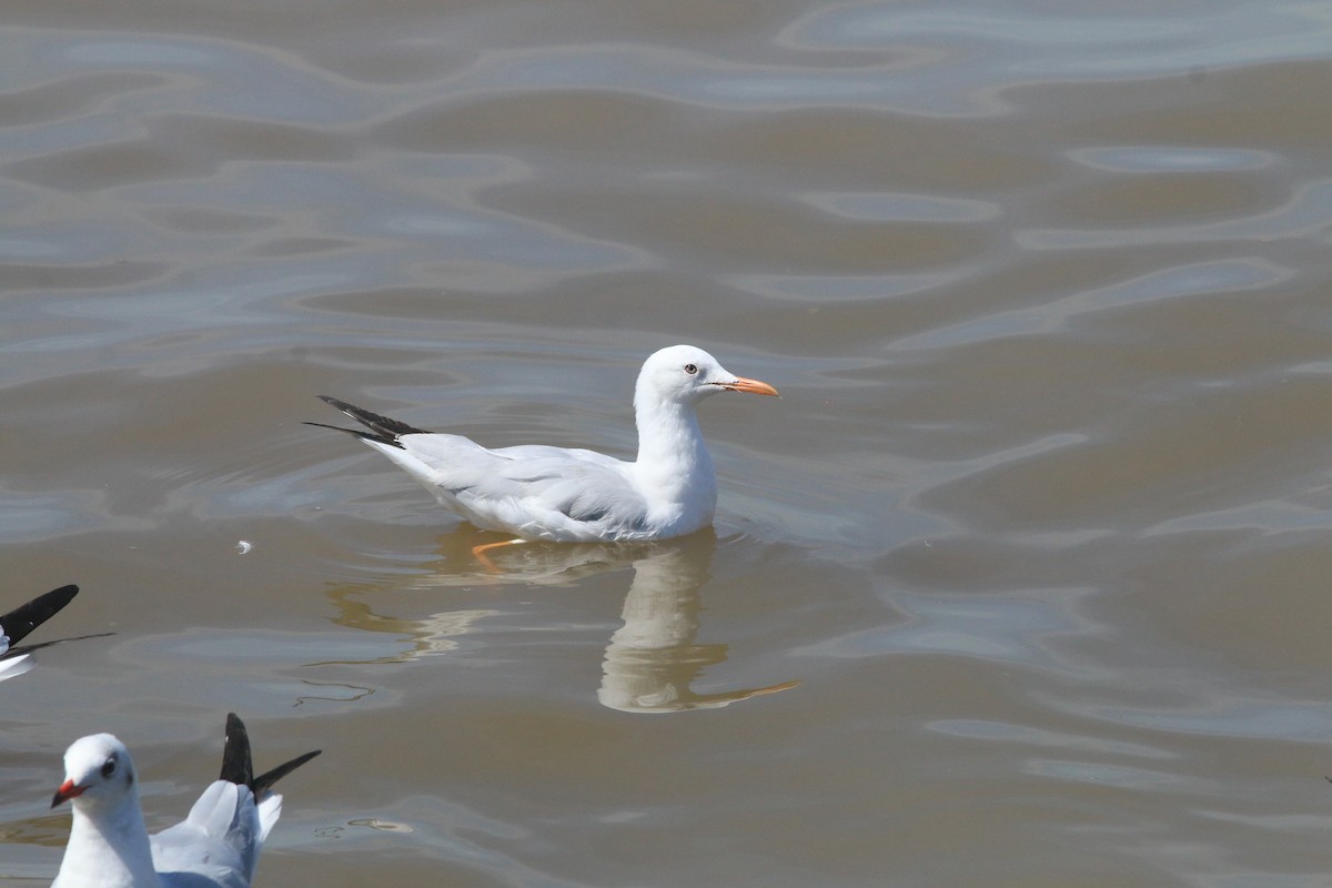 Slender-billed Gull - ML645303775