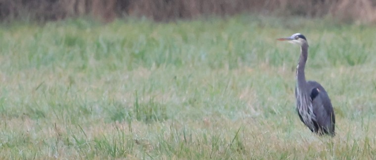 Great Blue Heron - ML645303776