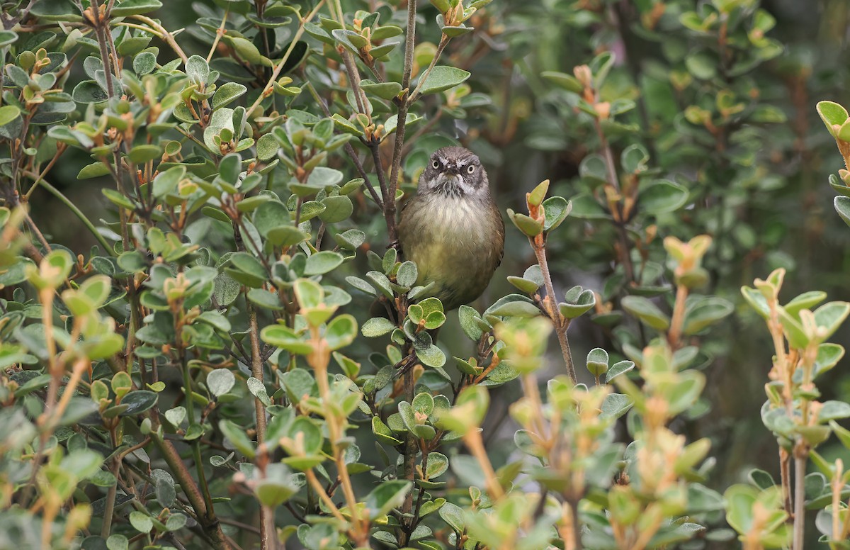 Tasmanian Scrubwren - ML645303777