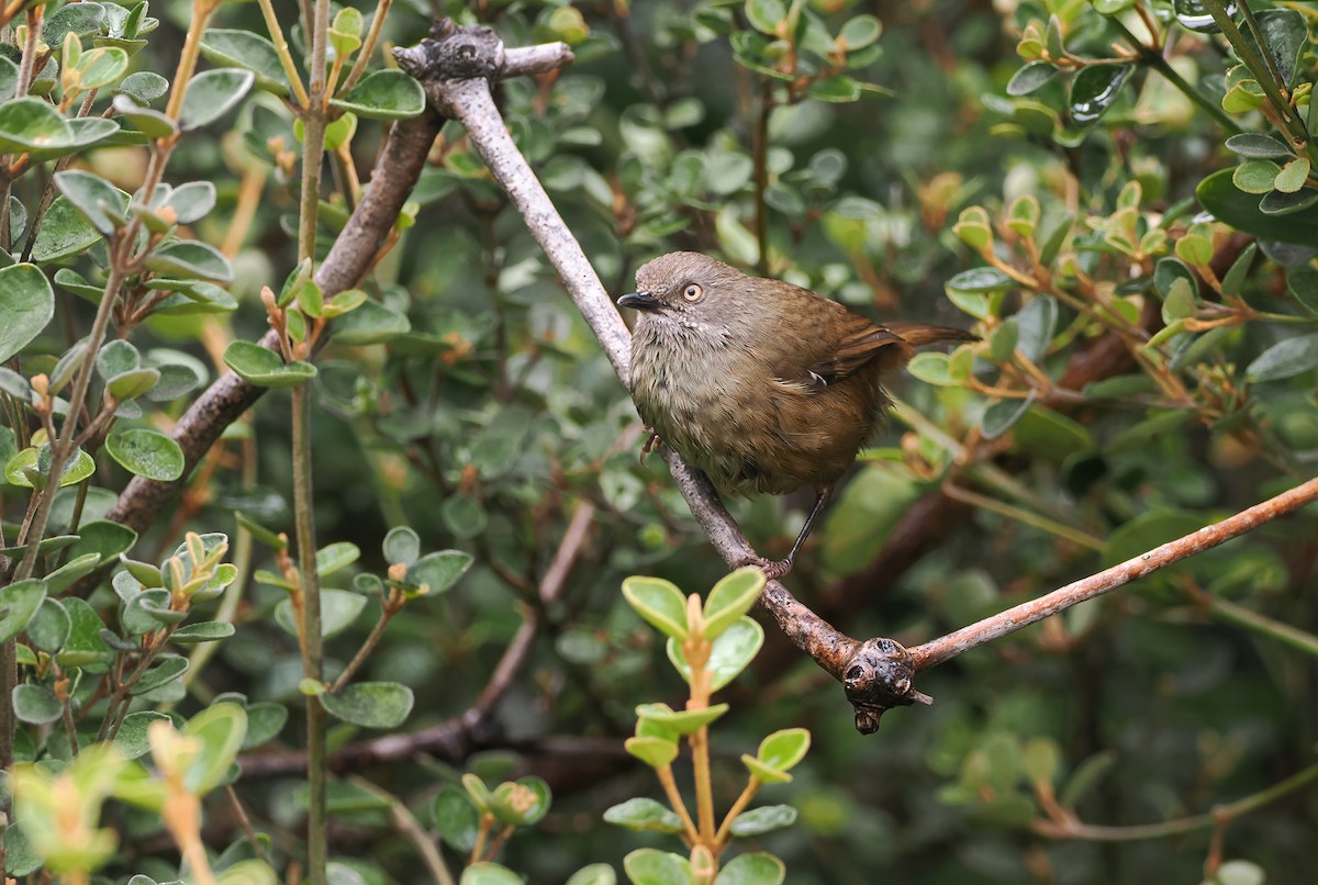 Tasmanian Scrubwren - ML645303778