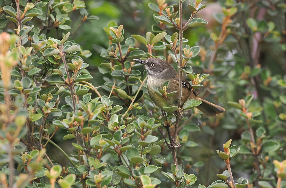 Tasmanian Scrubwren - ML645303779