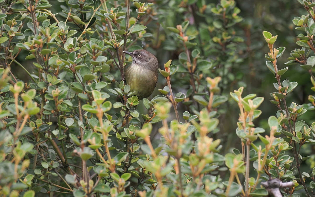 Tasmanian Scrubwren - ML645303780