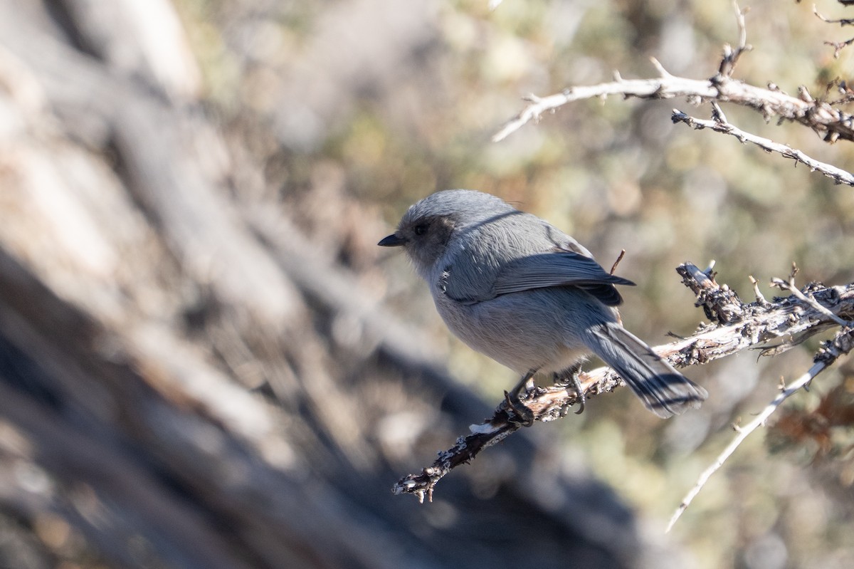 Bushtit - ML645303781
