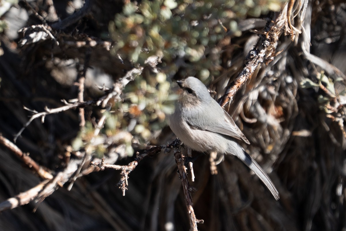 Bushtit - ML645303782