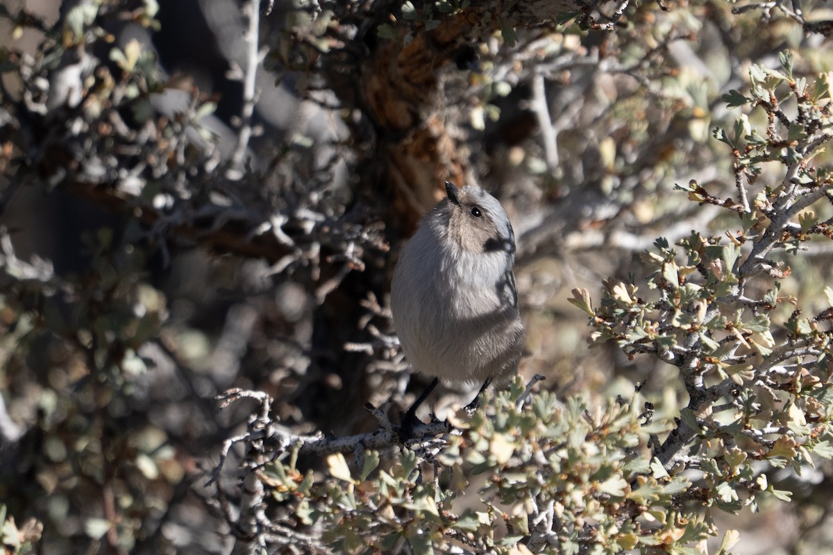 Bushtit - ML645303783