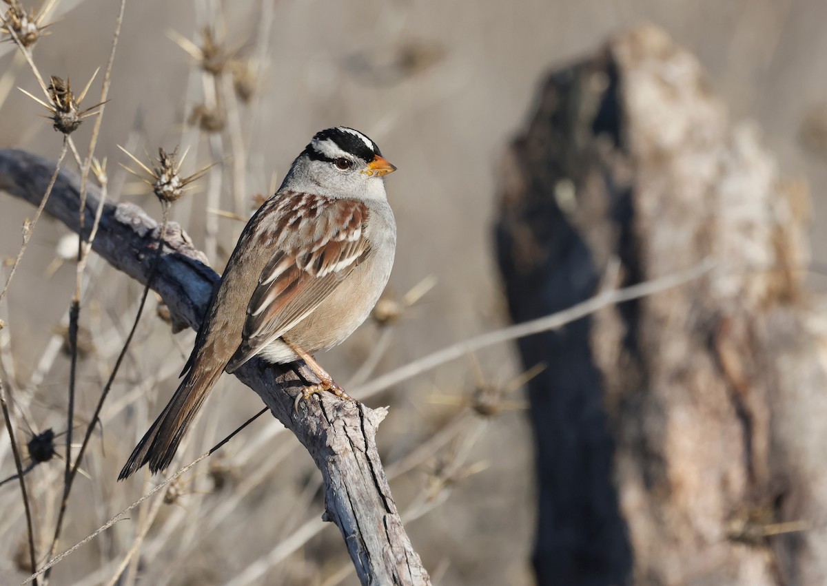White-crowned Sparrow - ML645303786