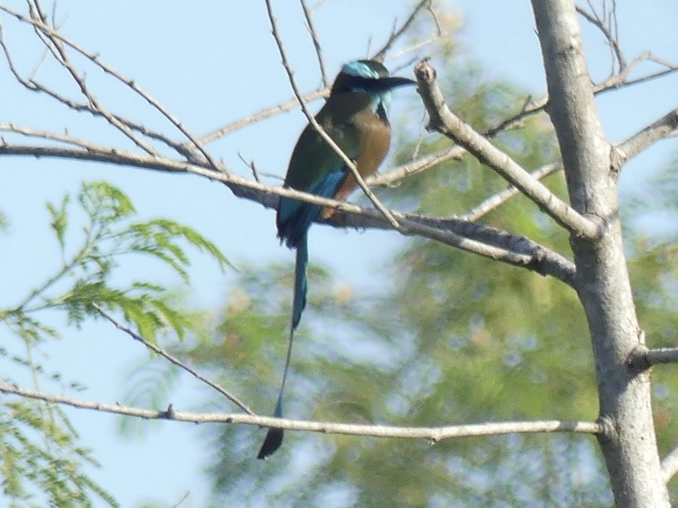 Момот рудочеревий - ML645303805