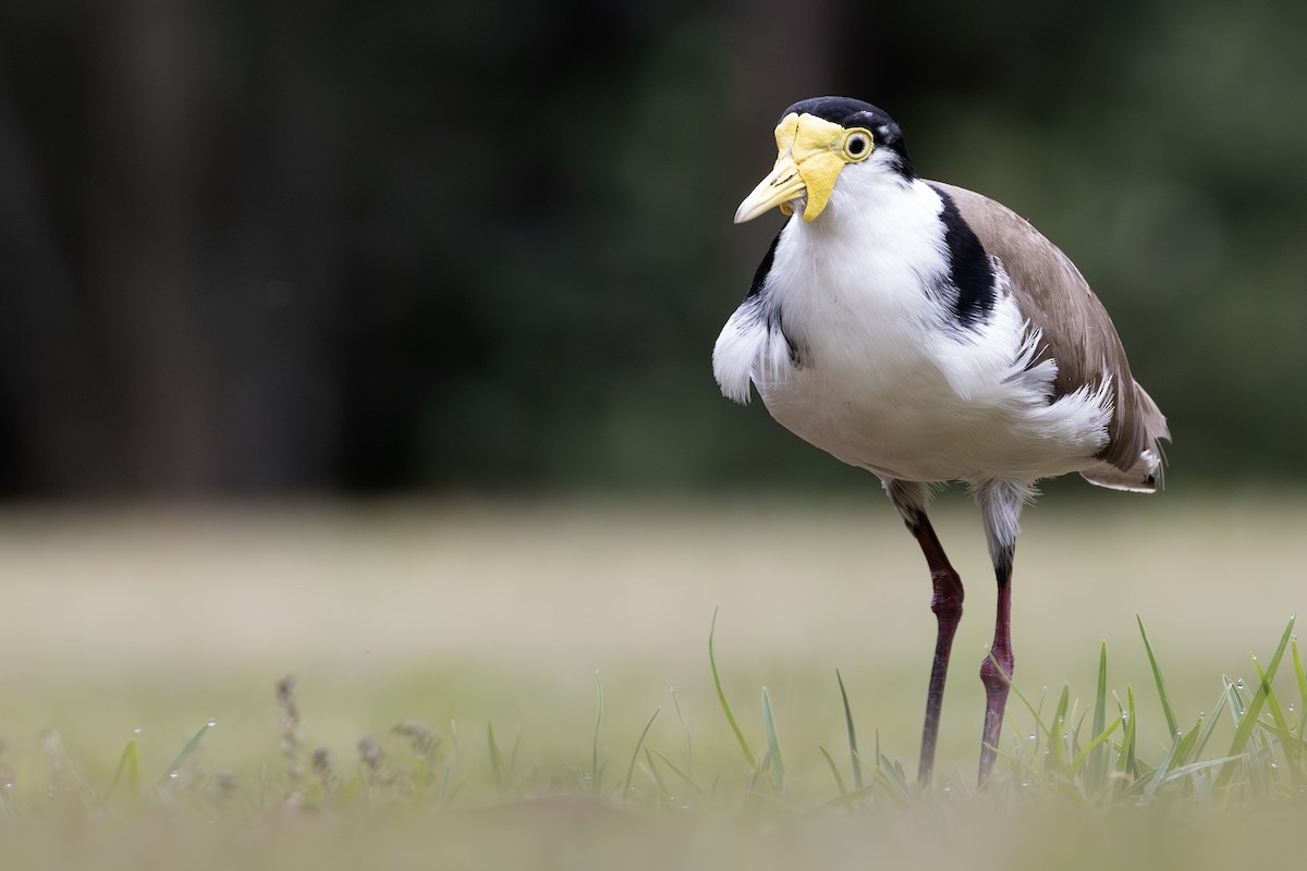 Masked Lapwing - ML645303806