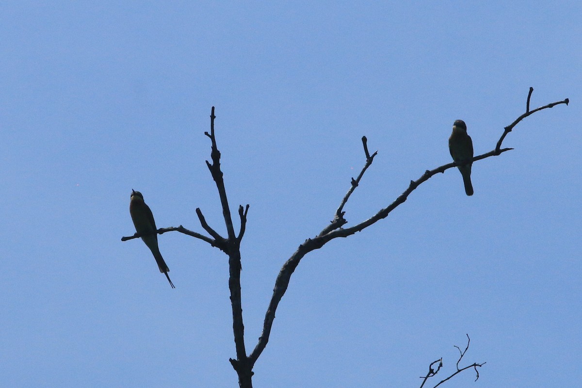 Blue-tailed Bee-eater - ML645303807