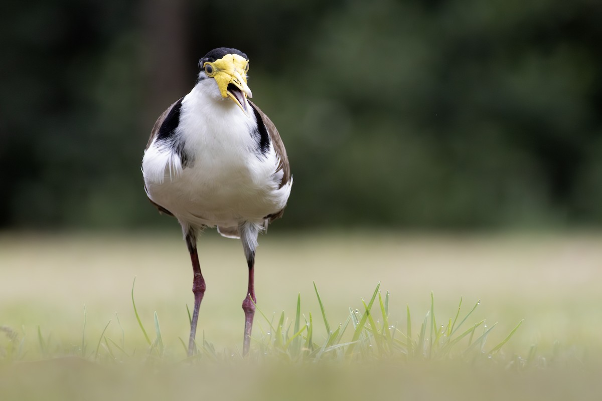 Masked Lapwing - ML645303808