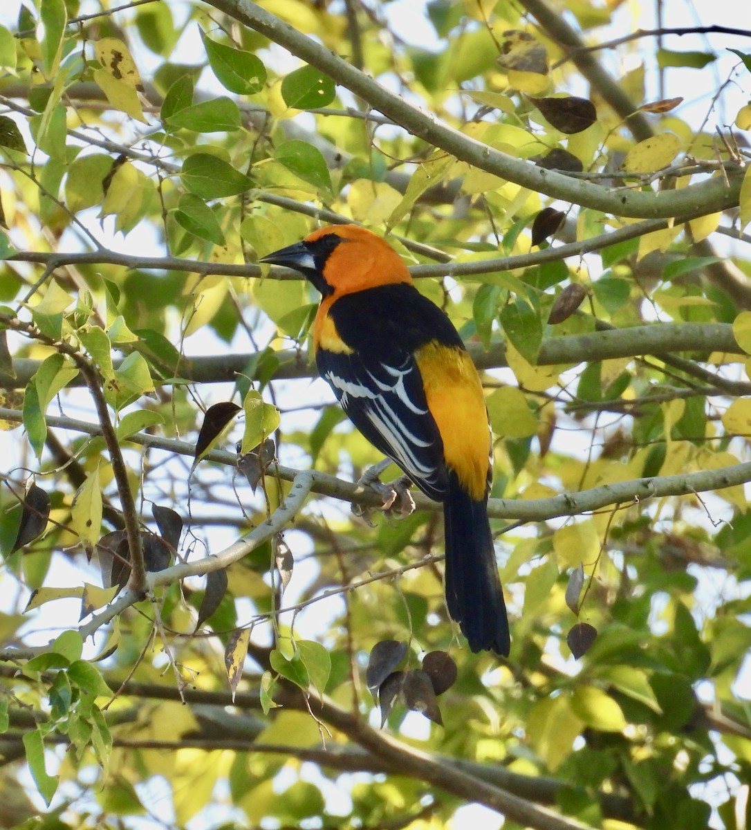 Altamira Oriole - ML645303814