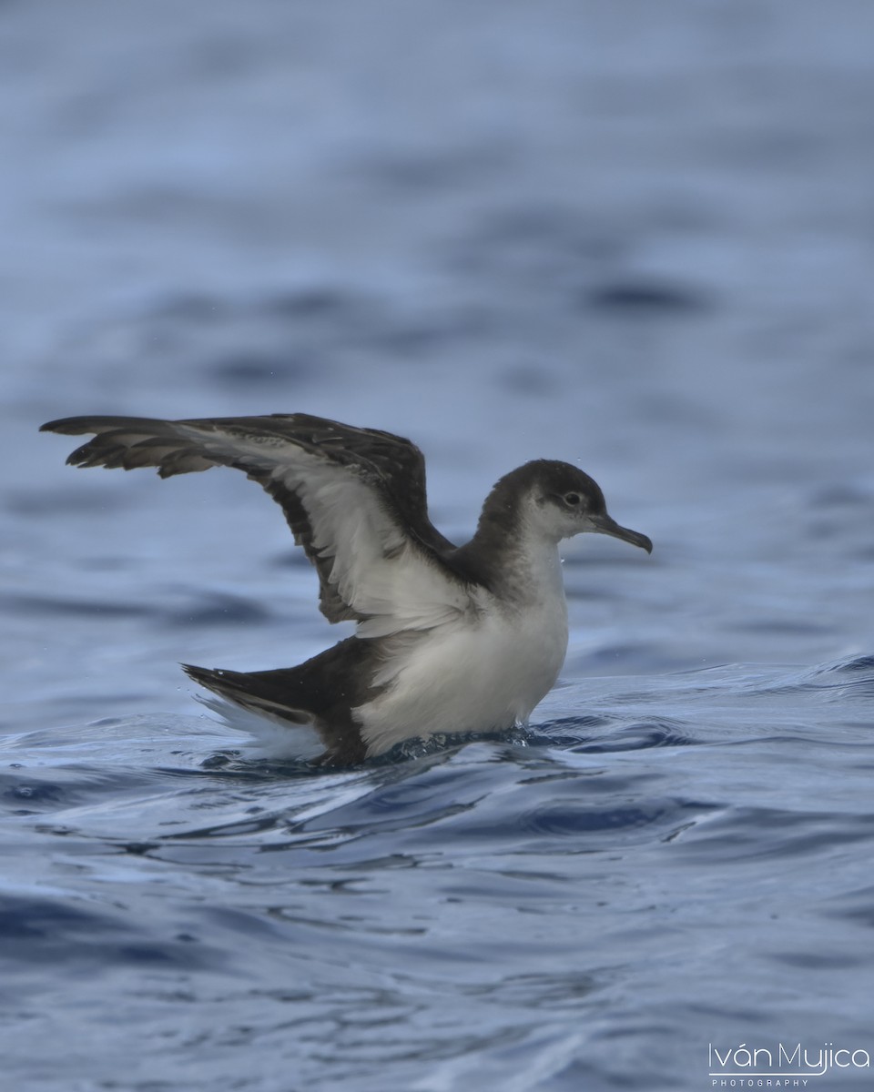 Manx Shearwater - ML645303818