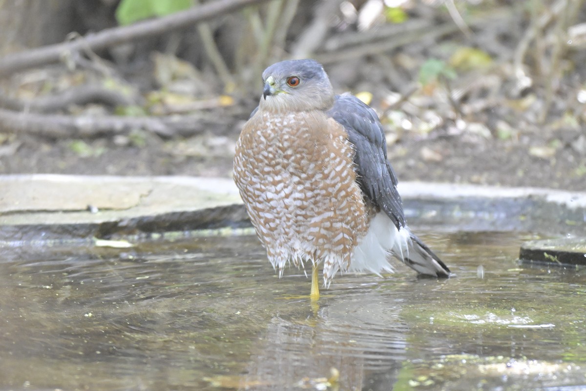 jestřáb americký - ML645303830