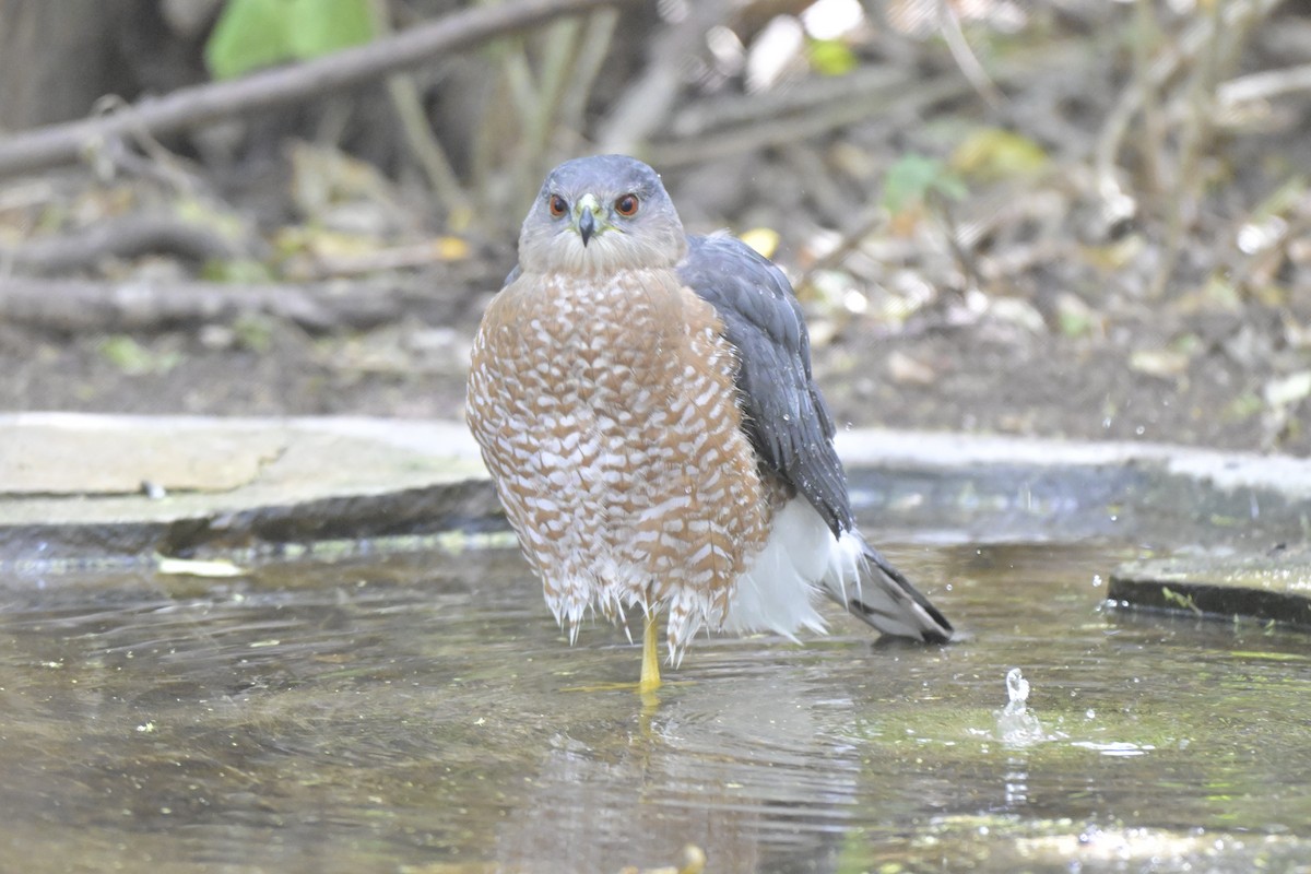 jestřáb americký - ML645303831