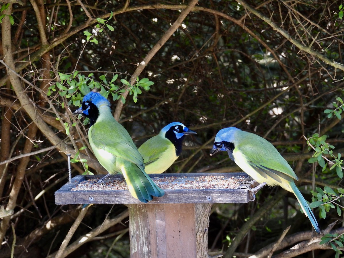 Yeşil Karga - ML645303842