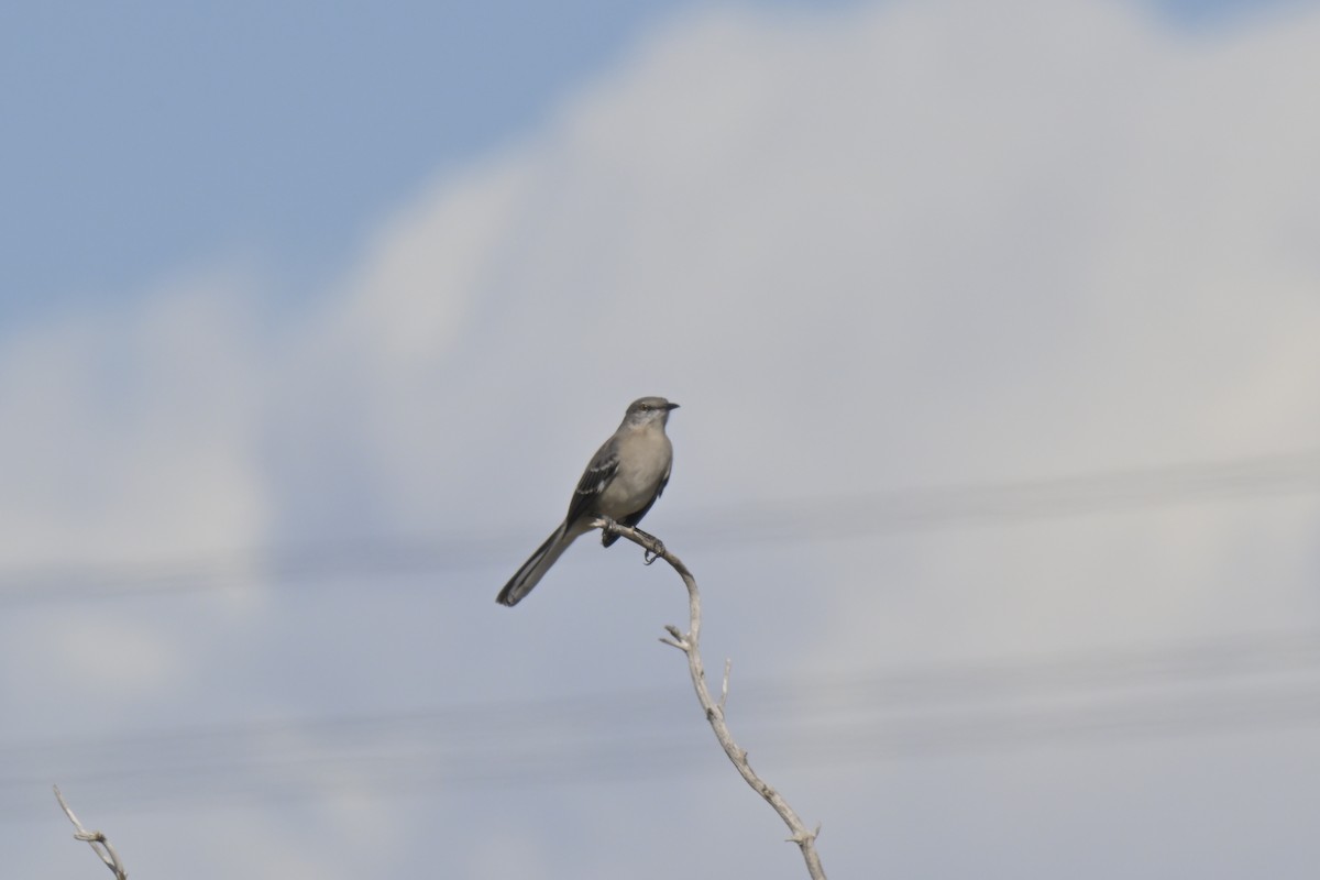 drozdec mnohohlasý - ML645303861