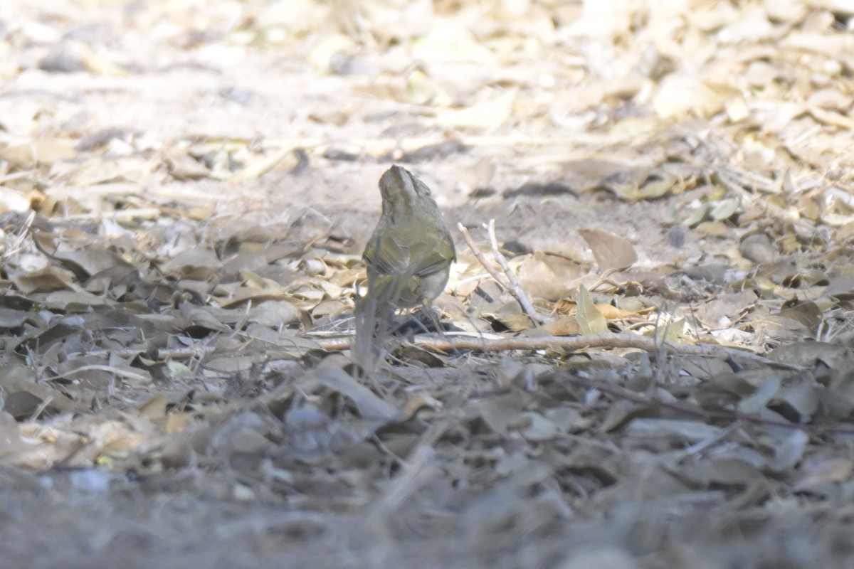 Olive Sparrow - ML645303876