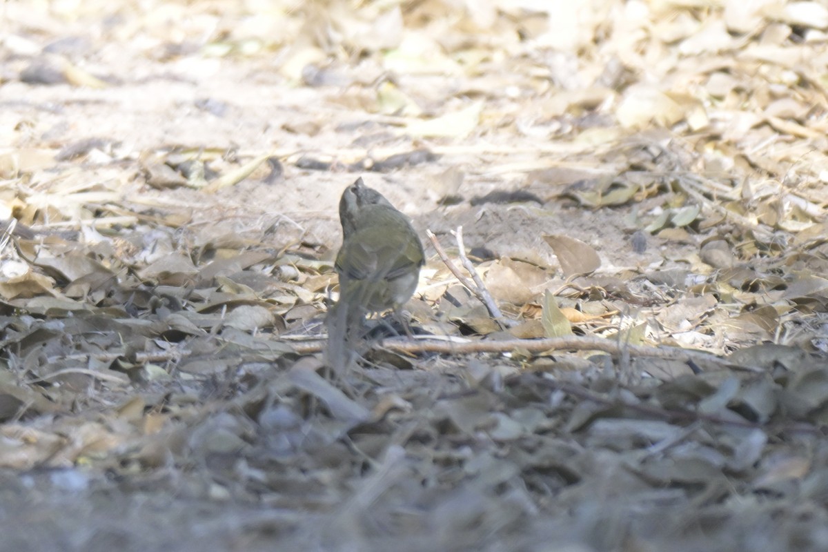 Olive Sparrow - ML645303877