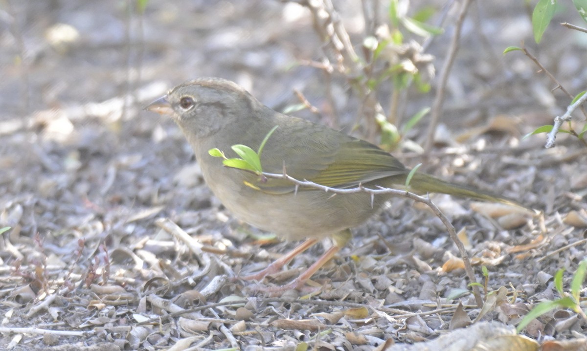Olive Sparrow - ML645303878